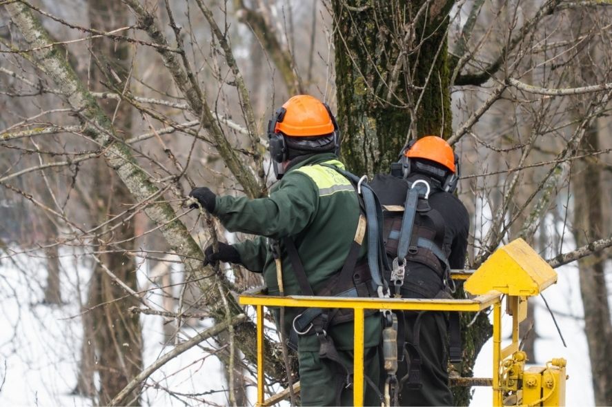 Εργαζόμενοι σε κίτρινη σκάλα με πορτοκαλί κράνη και εργατικά ρούχα για προστασία από το κρύο κόβουν κλαδιά δέντρου.